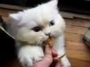 Chewy Wicked part 2 Chewy Wicked part 2