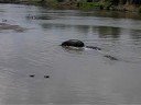 Walking Hippo\