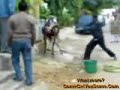 Lawak yang bodoh lagi bodoh!