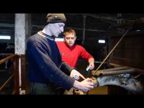 how to treat udder rot