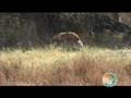 The Wild Dogs of the Okavango