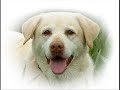diario de un perro