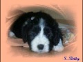of Caledonian Tannach - Bearded Collies