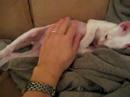 Alpo chills (not sleeping)
