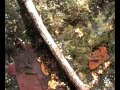Fish in spring puddle