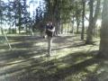 DANZA LIBRE