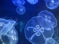 Kaua\ Kaua\