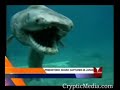 Prehistoric Frill Shark Prehistoric Frill Shark