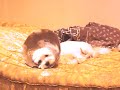 My Lovely Dog (Malthezer) My Lovely Dog (Malthezer)
