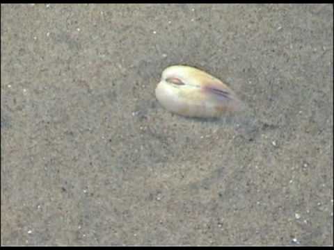 Pismo Clam burring itself in the sand (Realtime)