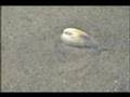 Pismo Clam burring itself in the sand (Realtime)