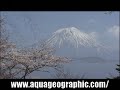 ????? Mt Fuji&Cherry Blossoms HD ????? Mt Fuji&Cherry Blossoms HD