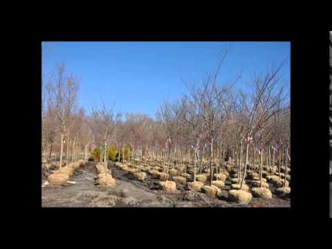how to transplant redbud tree