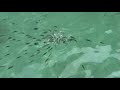 Fish..Krabi, Thailand