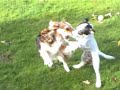 spaans honden trixie spaans honden trixie