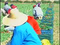 Agricola Omega