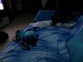 Scheggia e Stitch