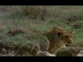 Lion 2