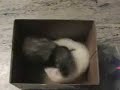 2 Ferrets 1 Box