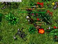 Tibia Vinera Pking by Aerials
