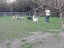 Dogbook Movie: Running around the dog park