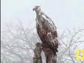 National Geographic adult/juvie Not an Osprey  Pete\