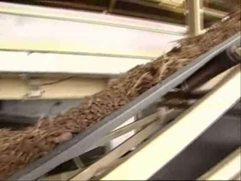 how to grow tiger nuts