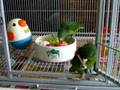 Paddy, Golden-wing & Erin, Cobalt-winged Parakeets