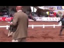 Caballos Españoles -  Atlantico XXXVII