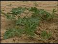 Jatropha in Senegal
