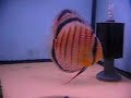 Red spotted green Tefe