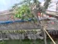 PUTING BELIUNG di ds kacep_bongas_indramayu