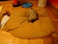 Carlina de 1 mes cachorra jugando con cama carlinera