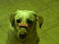 Cookie Snatch- Dog Trick Cookie Snatch- Dog Trick