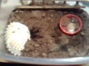 Brachypelma albopilosum vs Acheta domesticus