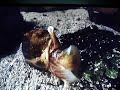Cone Snail_Eating_Fish