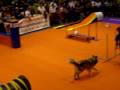 HOOK en una Exhibicio d'Agility (12.10.08)