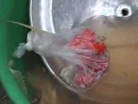 Kinshasa--on the menu: Fish liboke ...