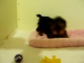 New Teacup yorkie Candy Video.MOV