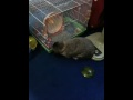 Andora the inspector