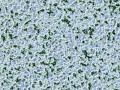 Turing Reaction-Diffusion