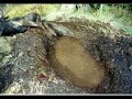 Dead Elk found in Idaho Mudhole - weird but true