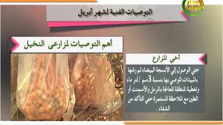 توصيات زراعية| تعرف على اهم التوصيات لمزارعي النخيل خلال شهر ابريل 2020