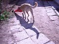 Cono con sorpresa