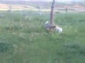Daily Coyote - Charlie and Chloe Playing