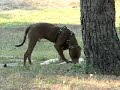 pitbull-carlos-staff-rednose-training.html