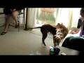videos de Lady & Zeke.m4v