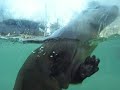 The Cute little humanlike otters love the Camera!!! The Cute little humanlike otters love the Camera!!!