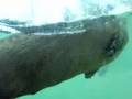 The Cute little humanlike otters love the Camera!!!