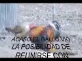 GALLITO